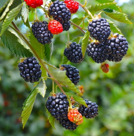 Arapaho Thornless Blackberry Plant – RARE Blackberry Starter Plant – Live Black Berry Plant 4-6 inch Plants