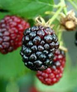 Arapaho Thornless Blackberry Plant – RARE Blackberry Starter Plant – Live Black Berry Plant 4-6 inch Plants