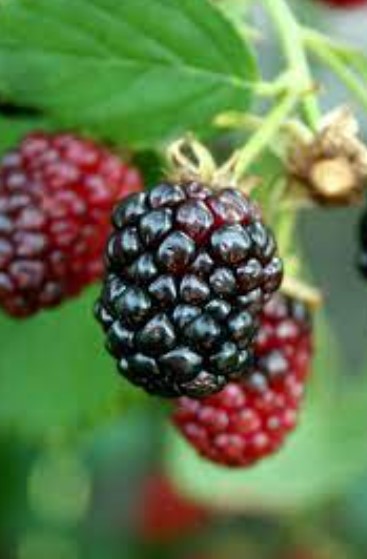 Arapaho Thornless Blackberry Plant – RARE Blackberry Starter Plant – Live Black Berry Plant 4-6 inch Plants