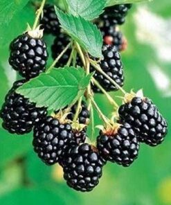 Arapaho Thornless Blackberry Plant – RARE Blackberry Starter Plant – Live Black Berry Plant 4-6 inch Plants
