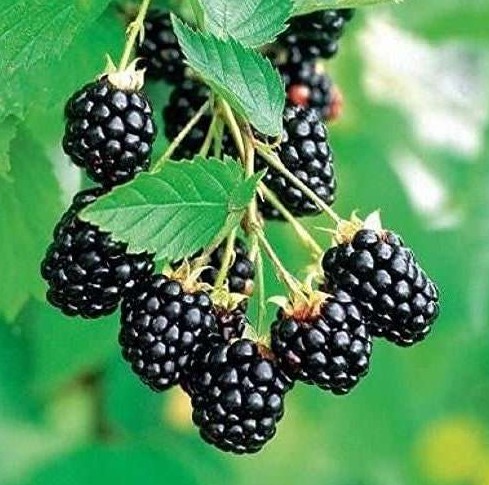 Arapaho Thornless Blackberry Plant – RARE Blackberry Starter Plant – Live Black Berry Plant 4-6 inch Plants