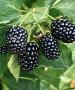 Arapaho Thornless Blackberry Plant – RARE Blackberry Starter Plant – Live Black Berry Plant 4-6 inch Plants