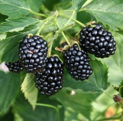 Arapaho Thornless Blackberry Plant – RARE Blackberry Starter Plant – Live Black Berry Plant 4-6 inch Plants