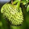 Soursop Live Plant - 12" Tall in 4" Pot - Potted Plant Guanabana Annona Muricata Fruit Tree