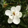 Southern Magnolia Tree - Magnolia Grandiflora - Live Plant - 7 inch Height