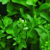 Stevia Live Plants - (Pack of 3) Live Stevia Starter Plant - Planta Stevia - Stevia Plants Live