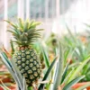 Sugar Loaf Pineapple Plant - Live Tropical Fruit Plant