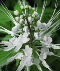 White Cat Whiskers Live Plants - Pack of 2 - Orthosiphon Stameneus - Java Tea Perennial Flowering Shrub - 4-6 Inches Tall