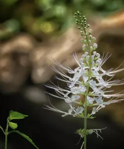 White Cat Whiskers Live Plants - Pack of 2 - Orthosiphon Stameneus - Java Tea Perennial Flowering Shrub - 4-6 Inches Tall