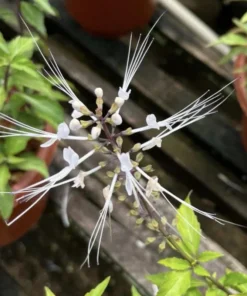 White Cat Whiskers Live Plants - Pack of 2 - Orthosiphon Stameneus - Java Tea Perennial Flowering Shrub - 4-6 Inches Tall