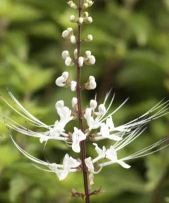 White Cat Whiskers Live Plants - Pack of 2 - Orthosiphon Stameneus - Java Tea Perennial Flowering Shrub - 4-6 Inches Tall