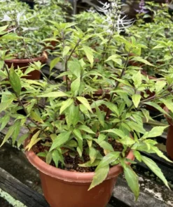 White Cat Whiskers Live Plants - Pack of 2 - Orthosiphon Stameneus - Java Tea Perennial Flowering Shrub - 4-6 Inches Tall