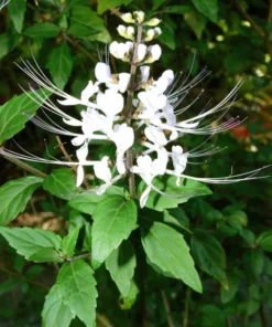 White Cat Whiskers Live Plants - Pack of 2 - Orthosiphon Stameneus - Java Tea Perennial Flowering Shrub - 4-6 Inches Tall