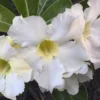White Desert Rose Flower - Live Starter Rose Plant - Starter Flower