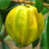 Yellow Star Cherry Tree - Live Cherry Plant - Cherry Fruit Tree - Pitangatuba Seedling Plant - Grow Your Own Food - Surinam Cherry