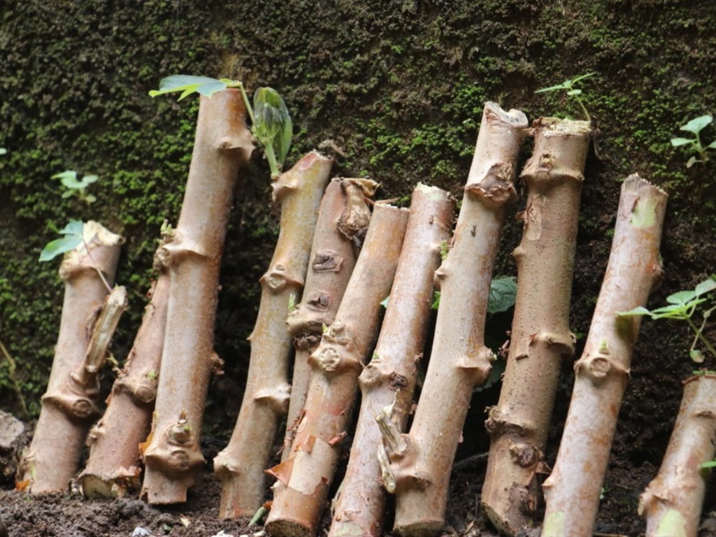 How to Grow Cassava from Cuttings: Easy Way to Start Your Own Tapioca Plant