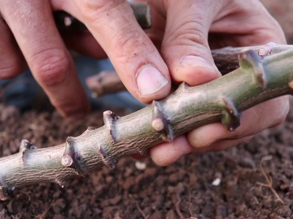 How to Grow Cassava from Cuttings: Easy Way to Start Your Own Tapioca Plant