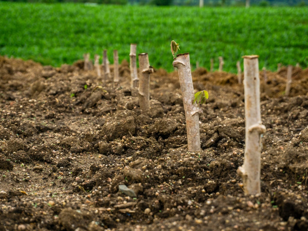 How to Grow Cassava from Cuttings: Easy Way to Start Your Own Tapioca Plant