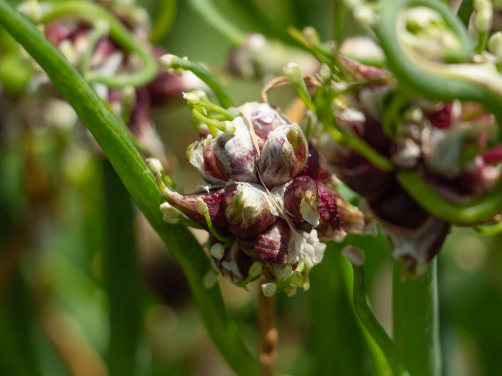 When to Plant Walking Onions for a Bountiful Harvest: Your Complete Guide