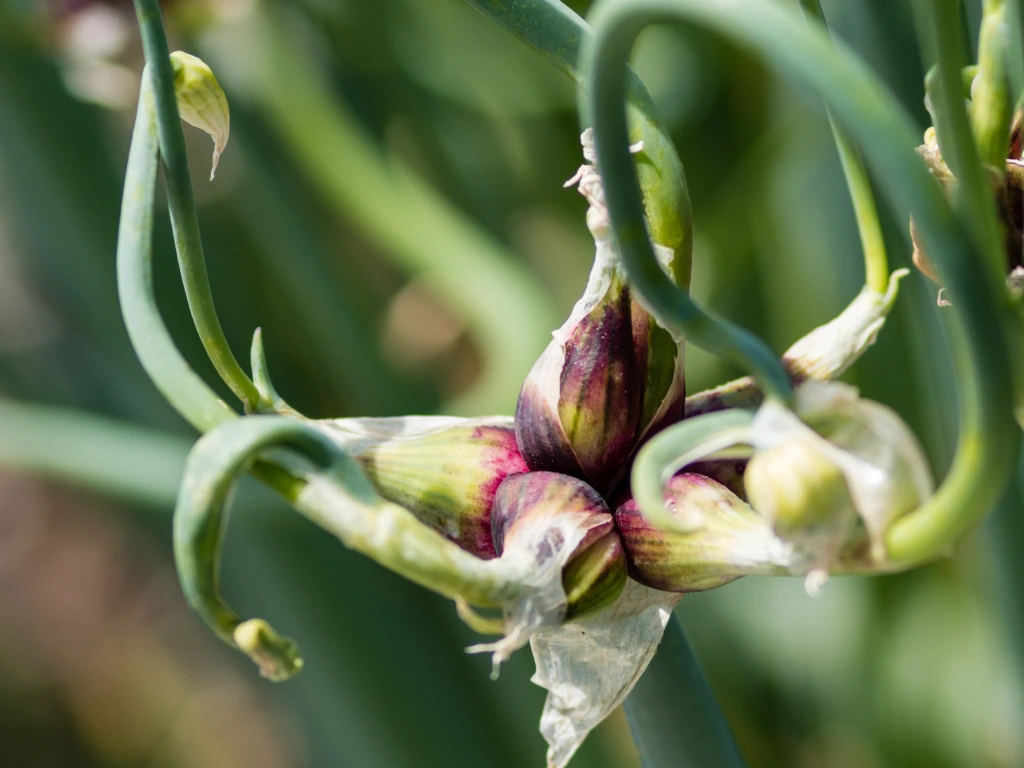When to Plant Walking Onions for a Bountiful Harvest: Your Complete Guide