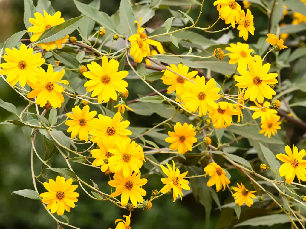 Bright yellow flowers of Jerusalem artichokes blooming in the garden.