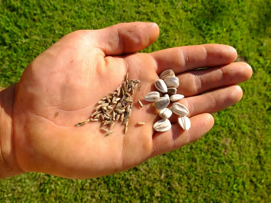 Hand holding Jerusalem artichoke seeds next to sunchoke seed tubers.
