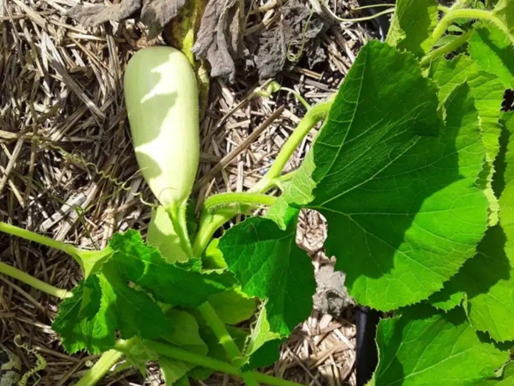 How to Grow Kousa Squash Seeds: A Beginner’s Guide