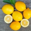 Meyer Lemon Tree Live Plant - 4 Inch Dwarf Sweet Lemon Fruit Tree