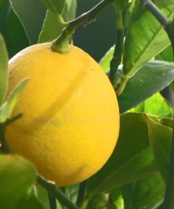 Meyer Lemon Tree Live Plant - 4 Inch Dwarf Sweet Lemon Fruit Tree