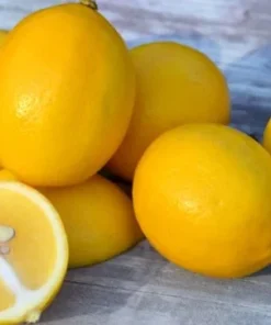 Meyer Lemon Tree Live Plant - 4 Inch Dwarf Sweet Lemon Fruit Tree