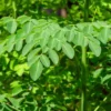 Moringa Tree Live Plant Set - 2 Plants 6-8 Inches Tall