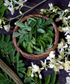 Moringa Tree Live Plant Set - 2 Plants 6-8 Inches Tall