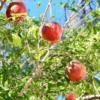 Pomegranate Tree - 6in Potted Fruit Tree - Easy to Grow