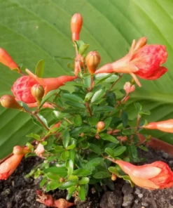 Pomegranate Tree - 6in Potted Fruit Tree - Easy to Grow