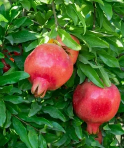 Pomegranate Tree - 6in Potted Fruit Tree - Easy to Grow