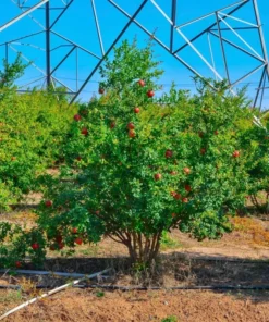 Pomegranate Tree - 6in Potted Fruit Tree - Easy to Grow