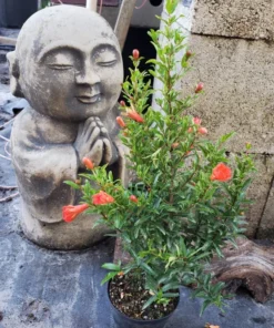 Pomegranate Tree - 6in Potted Fruit Tree - Easy to Grow