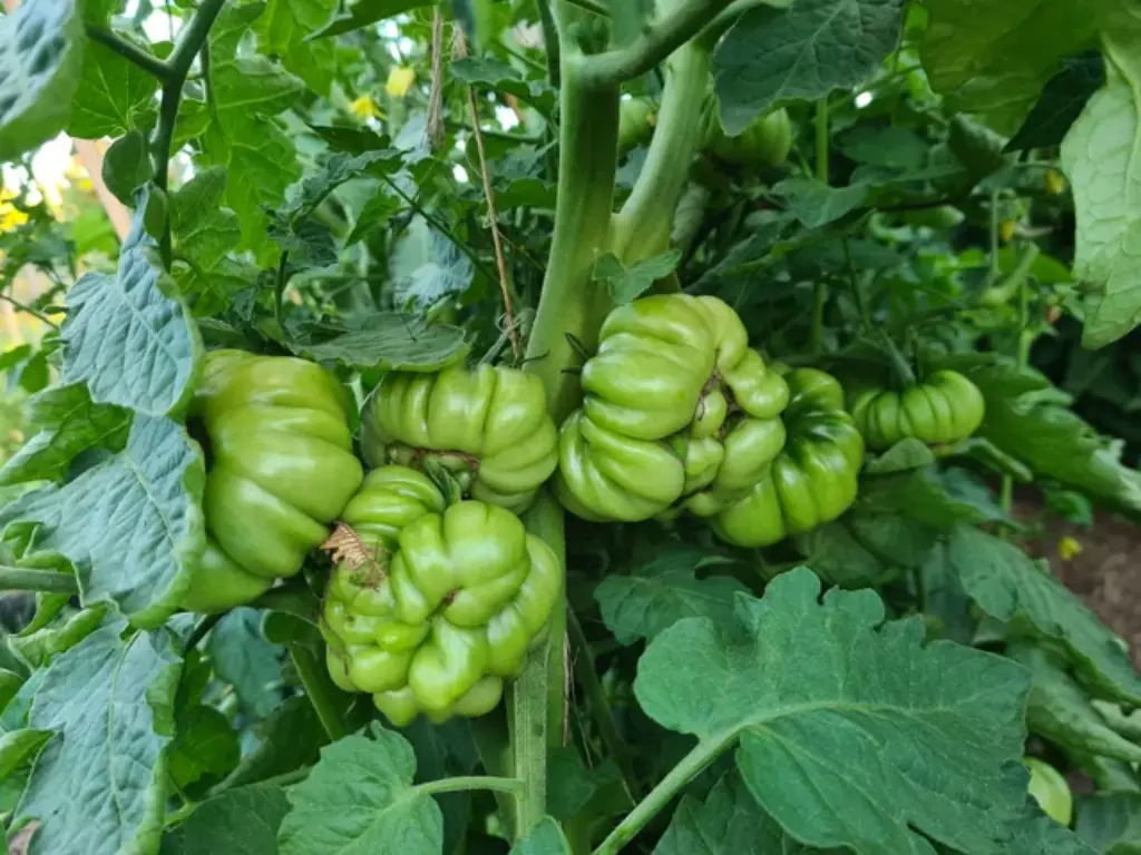 Cluster of green, unripe Purple Calabash tomatoes growing on a healthy tomato plant.
