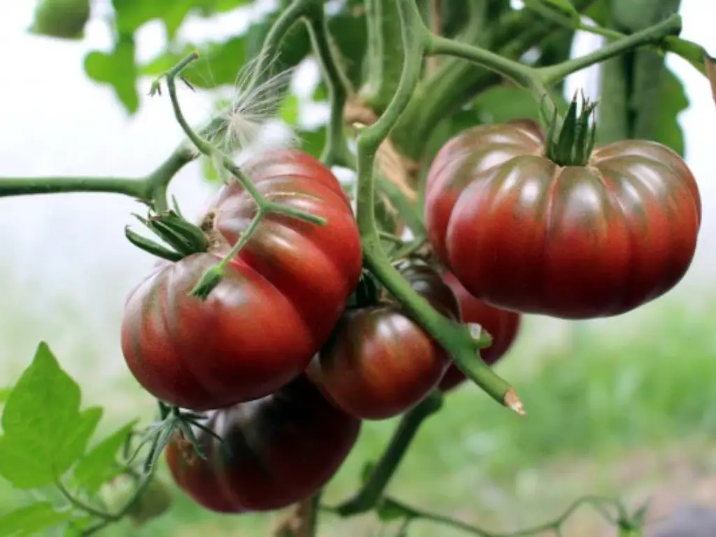 A group of ripe Purple Calabash tomatoes hanging in clusters on a lush tomato plant.