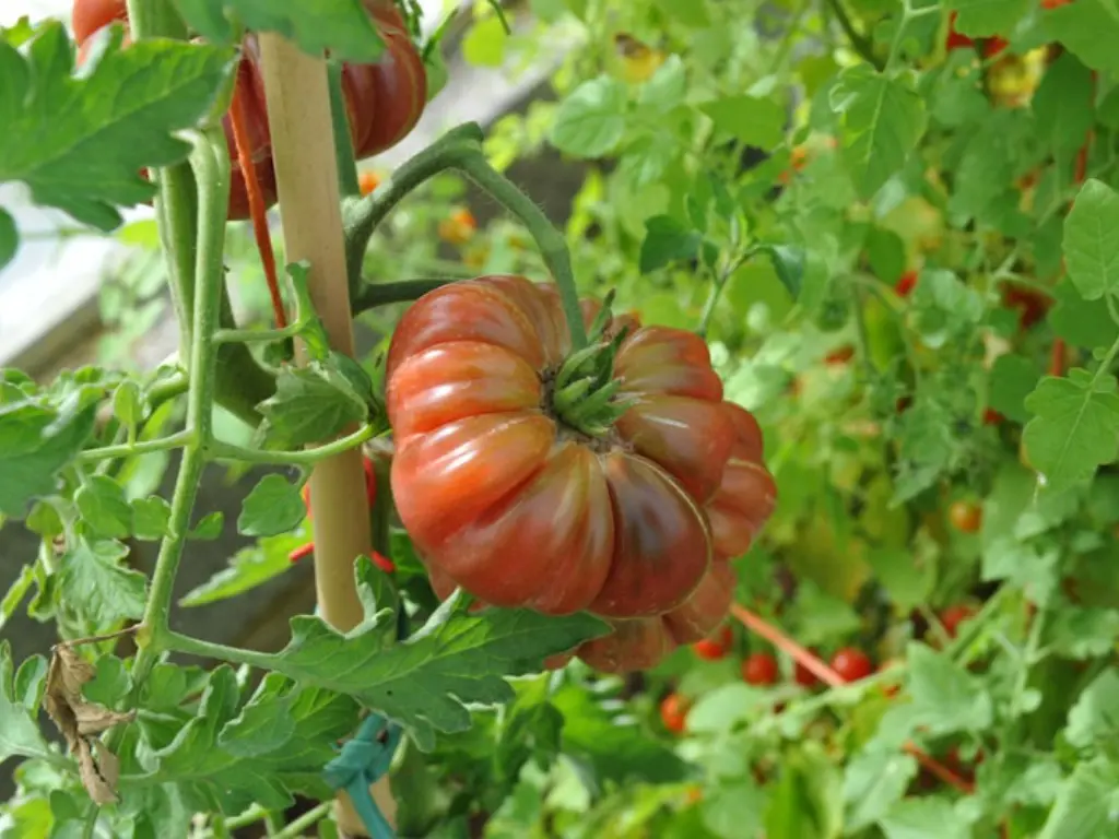 A mature, ribbed Purple Calabash tomato ripening on the vine, supported by a wooden stake.