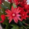 Red Easter Cactus Live Plant 4 Inch Pot Easter-Spring Cactus - No Pot