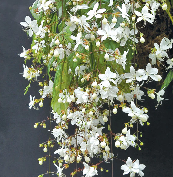 Clerodendrum Smithianum Wallichii Starter Plant – 4-6 Inch Tall – Live Plant