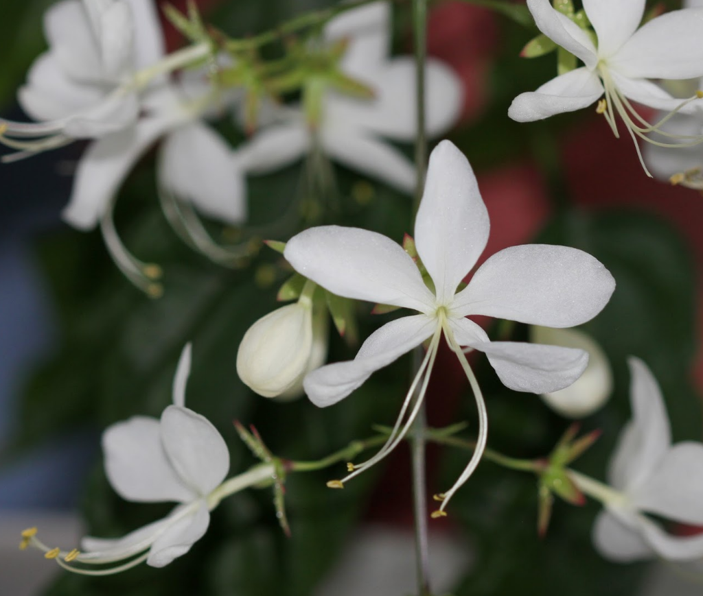 Clerodendrum Smithianum Wallichii Starter Plant – 4-6 Inch Tall – Live Plant