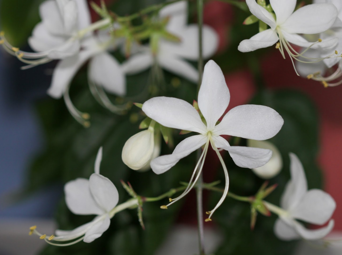 Clerodendrum Smithianum Wallichii Starter Plant – 4-6 Inch Tall – Live Plant