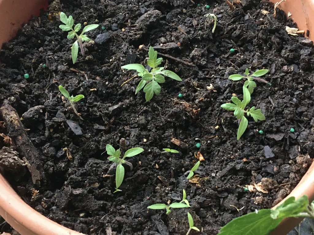 Multiple tomato seedlings sprouting in a container filled with rich, dark soil.