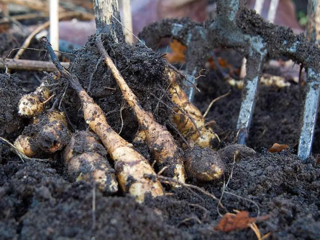 erusalem artichokes (sunchokes) being harvested from the soil using a garden fork.