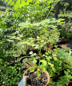Dwarf Moringa Oleifera Plant Live in Pot – Drumstick Horseradish Tree