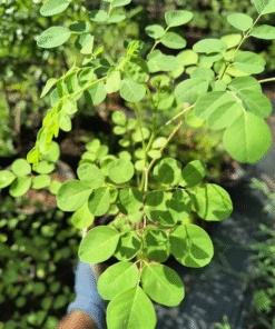 Dwarf Moringa Oleifera Plant Live in Pot – Drumstick Horseradish Tree