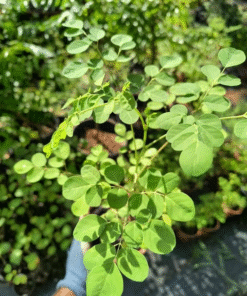 Dwarf Moringa Oleifera Plant Live in Pot – Drumstick Horseradish Tree