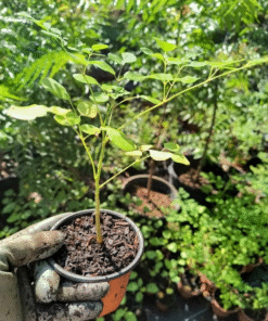 Dwarf Moringa Oleifera Plant Live in Pot – Drumstick Horseradish Tree